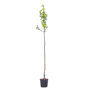 Perenboom 'Conference' hoogstam